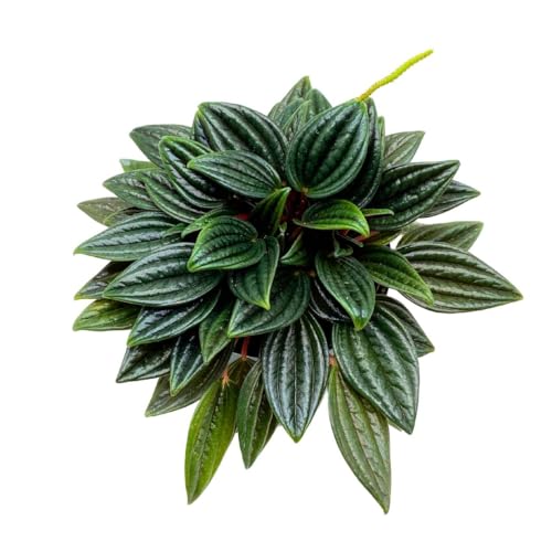 BubbleBlooms Peperomia Rosso in a 4 inch Pot Radiator Plant Caperata