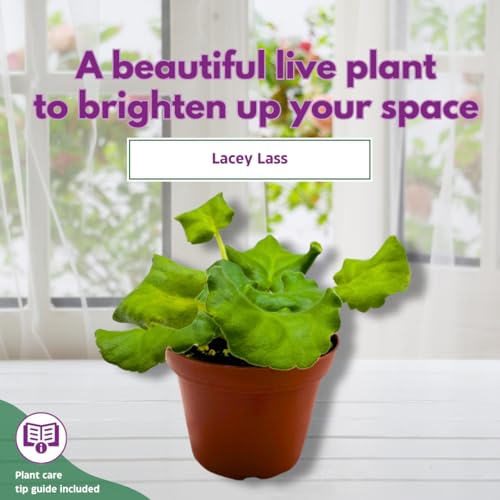 Harmony Foliage African Violet Lacey Lass 4 inch Purple Pink Super Ruffle