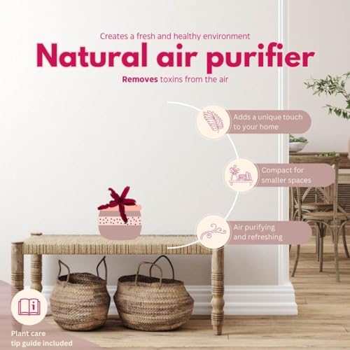 BubbleBlooms Cryptanthus Bivittatus, 2 inch Set of 3, Dark Red Earth Star Tiny Mini Pixie Plants