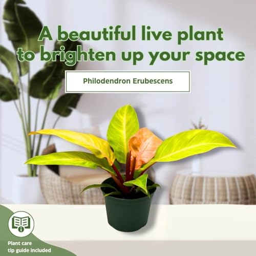 BubbleBlooms Philodendron Prince of Orange 4 inch