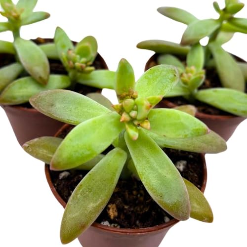 BubbleBlooms Coppertone Stonecrop, 2 inch Set of 3, Sedum Adolphi Garden Succulents Tiny Mini Pixie
