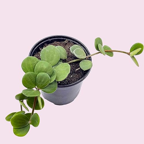 BubbleBlooms Peperomia Hope in a 4 inch Pot rotundifolia