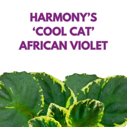 Harmony Foliage African Violet Cool Cat Variegated 4 inch Pink Flower