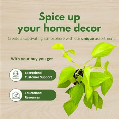 BubbleBlooms Neon Pothos 4 inch Epipremnum aureum