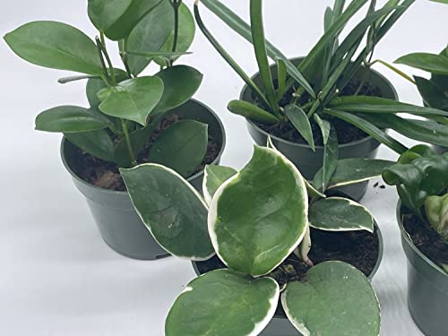 BubbleBlooms Hoya Assortment Set, 5 Different Hoyas in 4 inch pots Grower's Choice