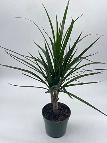 BubbleBlooms Dragon Tree, Madagascar Dragonplant, Dracaena marginata Hort. Dragontree in a 4 inch Pot Rare House Plant