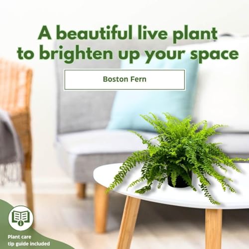 BubbleBlooms Boston Fern, in a 6 inch Pot, Nephrolepis exaltata,