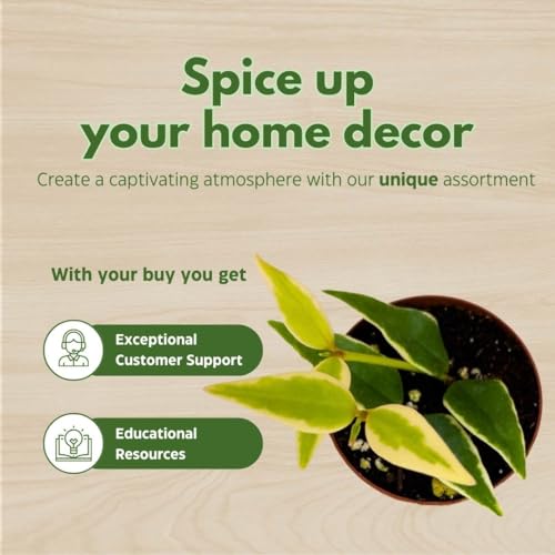 BubbleBlooms Hoya Varigated Bella Albomarginata in a 2 inch Pot