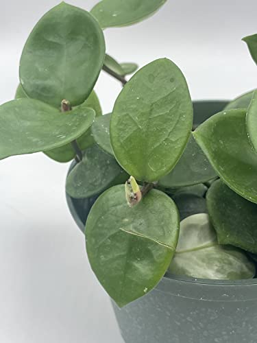 BubbleBlooms Hoya Chelsea Carnosa in a 6 inch Pot