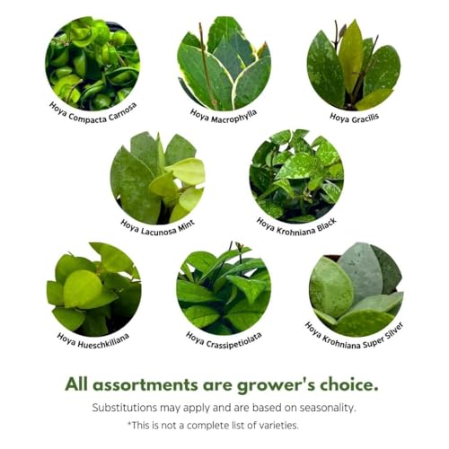 Harmony Foliage Harmony's Hoya Assortment 2 inch Set of 5