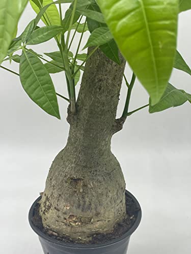 BubbleBlooms Money Tree Stump, Pachira aquatica, in 6 inch Pot