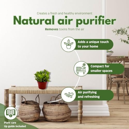 BubbleBlooms Jade Succulent in a 4 inch Pot Crassula ovata