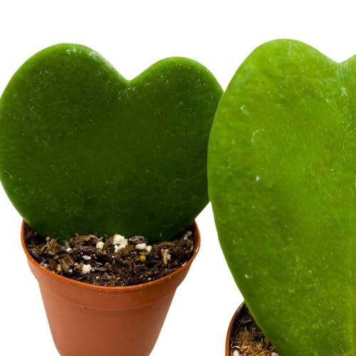 BubbleBlooms Green Hoya Kerrii, 2 inch Set of 3, Sweetheart Plant Valentine Tiny Mini Pixie Plants