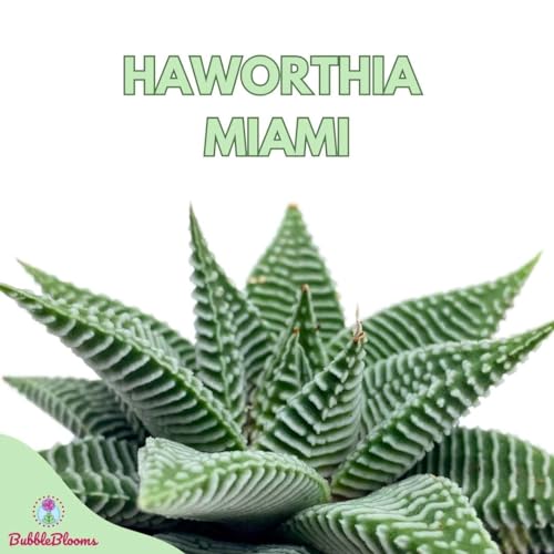 BubbleBlooms Haworthia Miami Wandera Variegated Lace Aloe Set of 3 in 2 inch pots