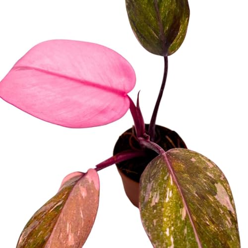 BubbleBlooms Philodendron Pink Naomi 2 inch Pink Princess
