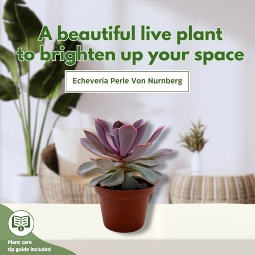 BubbleBlooms Echeveria Purple Pearl in a 3 inch Pot