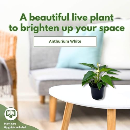 BubbleBlooms Anthurium White Flowering in a 4 inch Pot