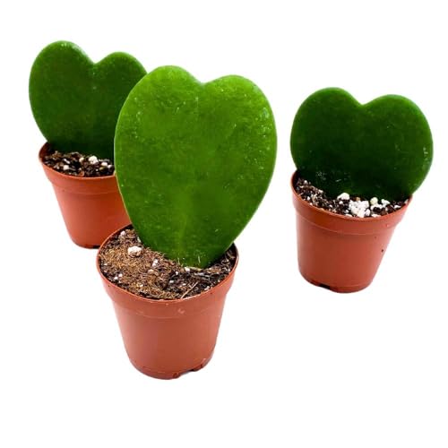 BubbleBlooms Green Hoya Kerrii, 2 inch Set of 3, Sweetheart Plant Valentine Tiny Mini Pixie Plants