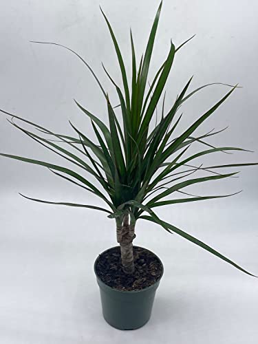 BubbleBlooms Dragon Tree, Madagascar Dragonplant, Dracaena marginata Hort. Dragontree in a 4 inch Pot Rare House Plant