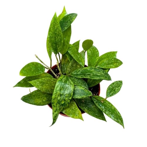 BubbleBlooms Hoya Rangsan, 6 inch Latifolia, Pink Flower Vining Wax Plant