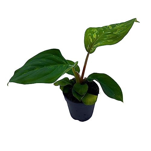 BubbleBlooms Homalomena Camouflage in a 2 inch Pot