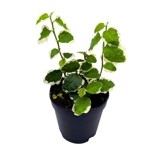 BubbleBlooms Ficus Pumila Variegata 2 inch Variegated Creeping Climbing Fig Tiny Mini Pixie Plants
