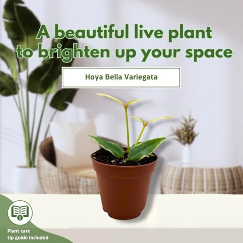 BubbleBlooms Hoya Varigated Bella Albomarginata in a 2 inch Pot