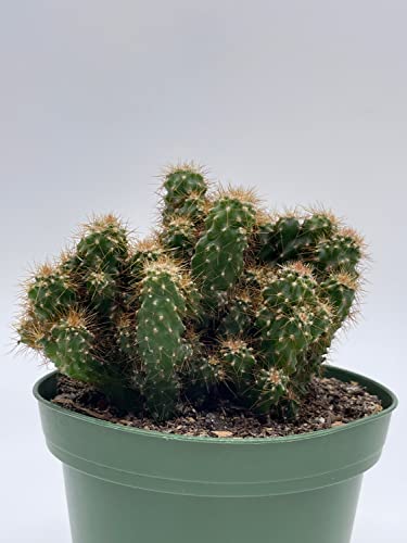 BubbleBlooms Peruvian Apple Cactus, Cereus repandus, in 4 inch Pot, Crested, Clumped Rare Cacti