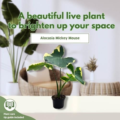 BubbleBlooms Alocasia Mickey Mouse Xanthomas in a 6 inch Pot