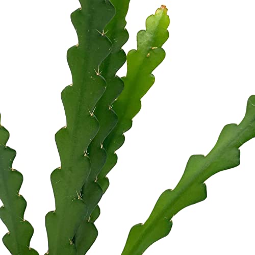 BubbleBlooms Fish Bone Climbing RIC Rac Cactus in a 4 inch Pot weberocereus imitans