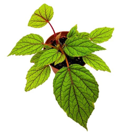 Harmony Foliage Begonia abdullahpieei, 4 inch Green Rare Rhizomatous Rhizo Red Stem Veins