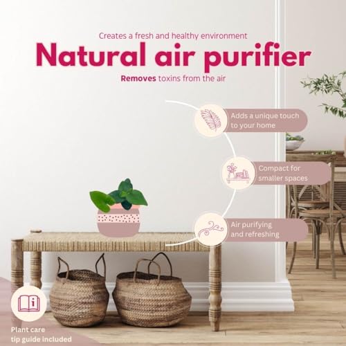 BubbleBlooms Heart Fern, Hemionitis Arifolia in a 4 inch Pot Heart Leaf, Tongue Fern