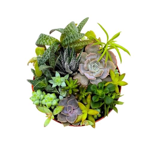 BubbleBlooms Succulent Arrangement in a 6 inch Pot Unique Hand Crafted Plant Designs