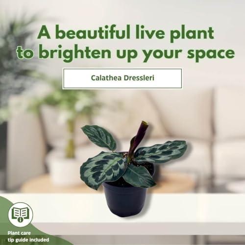 BubbleBlooms Calathea dressleri Helen Kennedy in a 4 inch Pot Peacock Prayer Plant