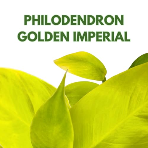 BubbleBlooms Philodendron Golden Imperial in a 2 inch Pot Tiny Minie Pixie Plant
