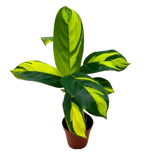 BubbleBlooms Calathea Pilosa in a 2 inch Pot Tiny Minie Pixie Plant