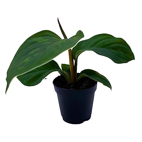 BubbleBlooms Homalomena Camouflage in a 2 inch Pot