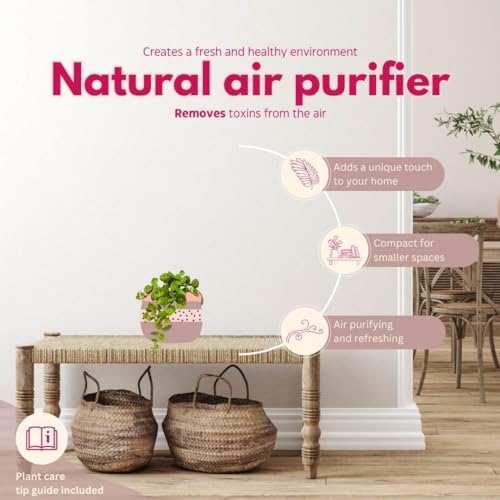 BubbleBlooms String of Turtles in a 2 inch Pot Peperomia Prostrata