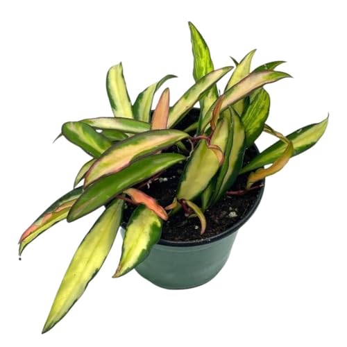 BubbleBlooms Variegated Hoya wayetii, Very Rare Limited Live Plant, in 4 inch Pot