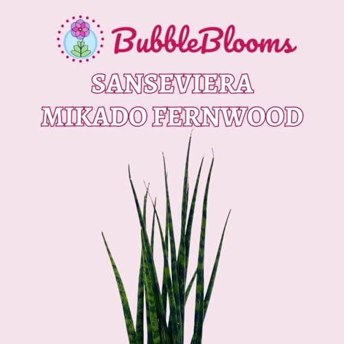 BubbleBlooms Sansevieria Fernwood Mikado in a 4 inch Pot