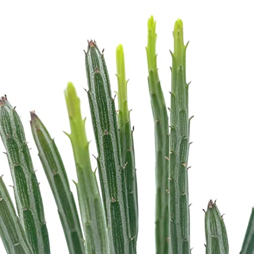 BubbleBlooms Kleinia stapeliiformis in a 4 inch Pot Pickle, Candle Stick Cactus