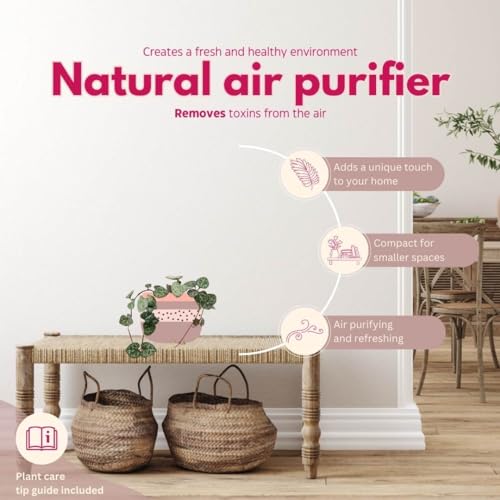 BubbleBlooms String of Hearts Ceropegia woodii in a 2 inch Pot