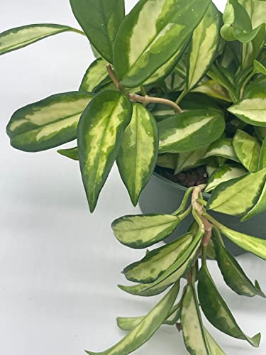 BubbleBlooms Hoya Exotica Krimson Princess, Variegated Tricolor Carnosa, 6 inch Pot