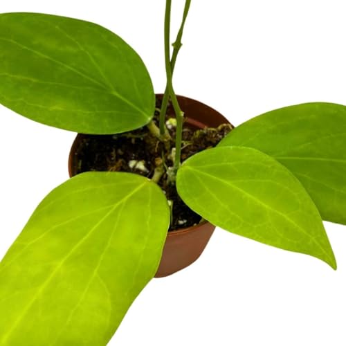 BubbleBlooms Hoya Cutis Porcelana 2 inch