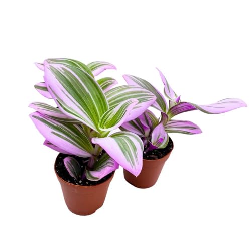 BubbleBlooms Tradescantia Nanouk 2 inch Set of 3 Fantasy Venice Wandering Dude Albiflora Spiderwort Tiny Mini Pixie