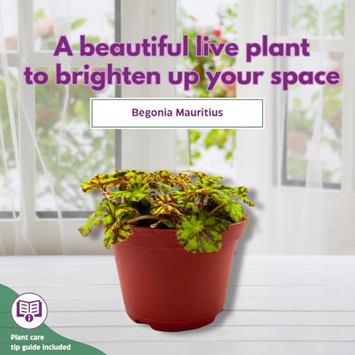 Harmony Foliage Rhizomatous Begonia Mauritius Rex 6 inch