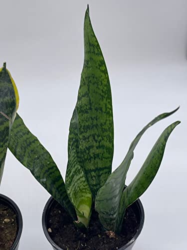 BubbleBlooms Snakeplant Variety Bundle, 2 Different Snake Plants in 4 inch pots, Dracaena trifasciata