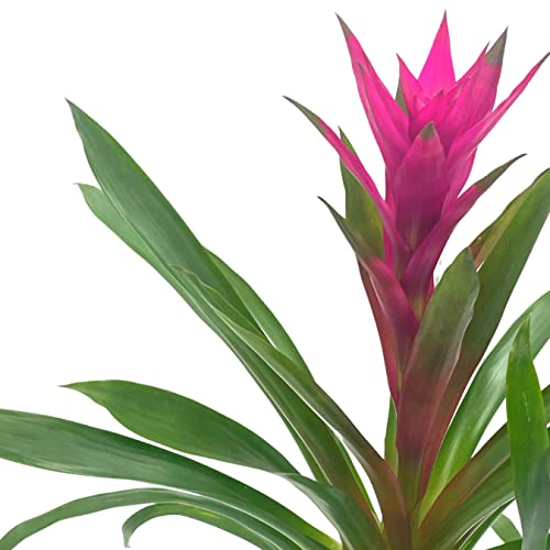 BubbleBlooms Purple Bromeliad in a 4 inch Pot Guzmania monostachia West Indian Tufted Airplant