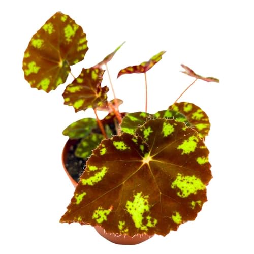 Harmony Foliage Begonia Kit Kat 4 inch Rhizomatous Red with Yellow Spots
