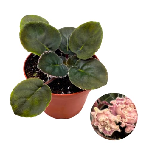 Harmony Foliage African Violet Hunter's Elk Ivory 4 inch Pink Ruffle